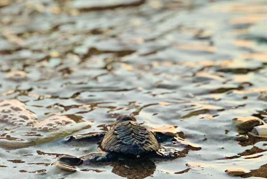 step by step en terrehappyact